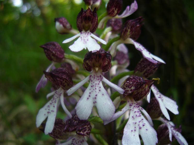 Orchis purpurea